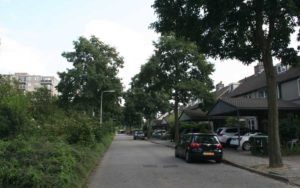 55 bomen omgehakt