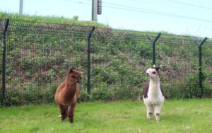 Alpaca-trweeling