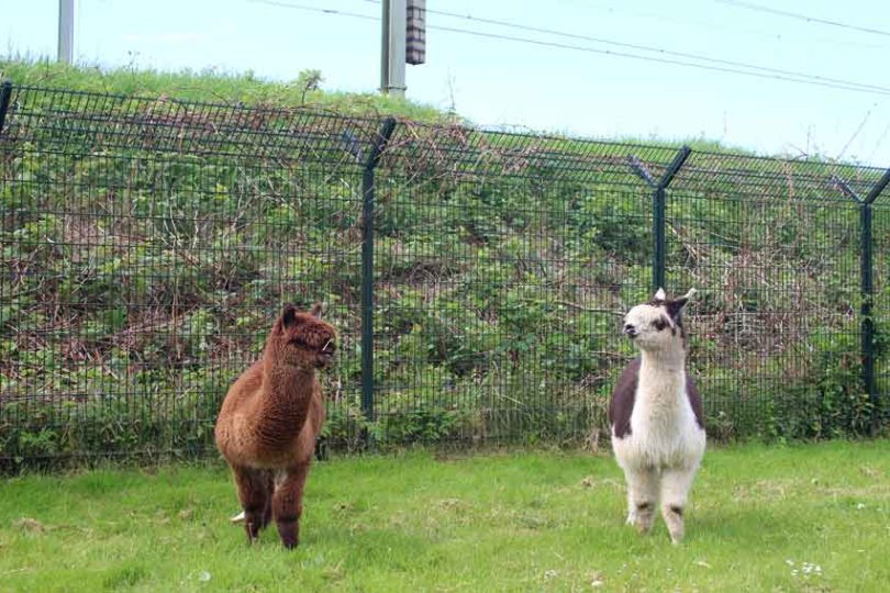 Alpaca-trweeling