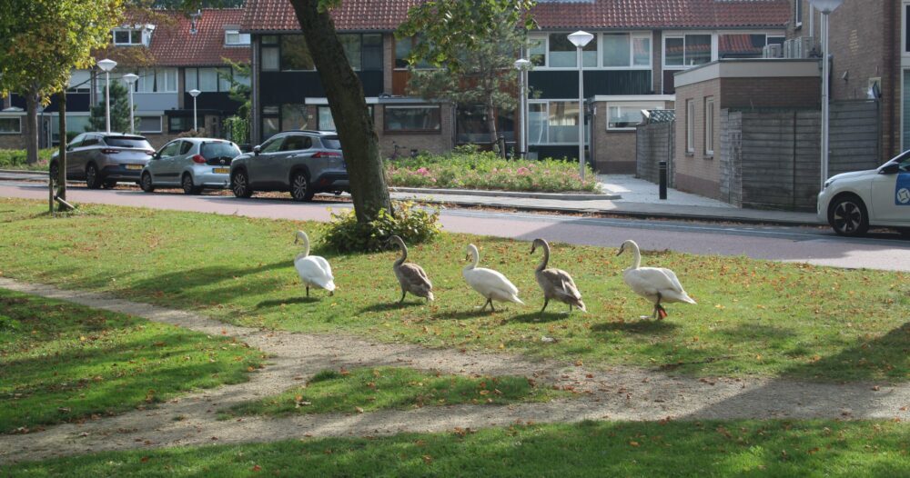 Diemen neemt verdere maatregelen voor de dieren